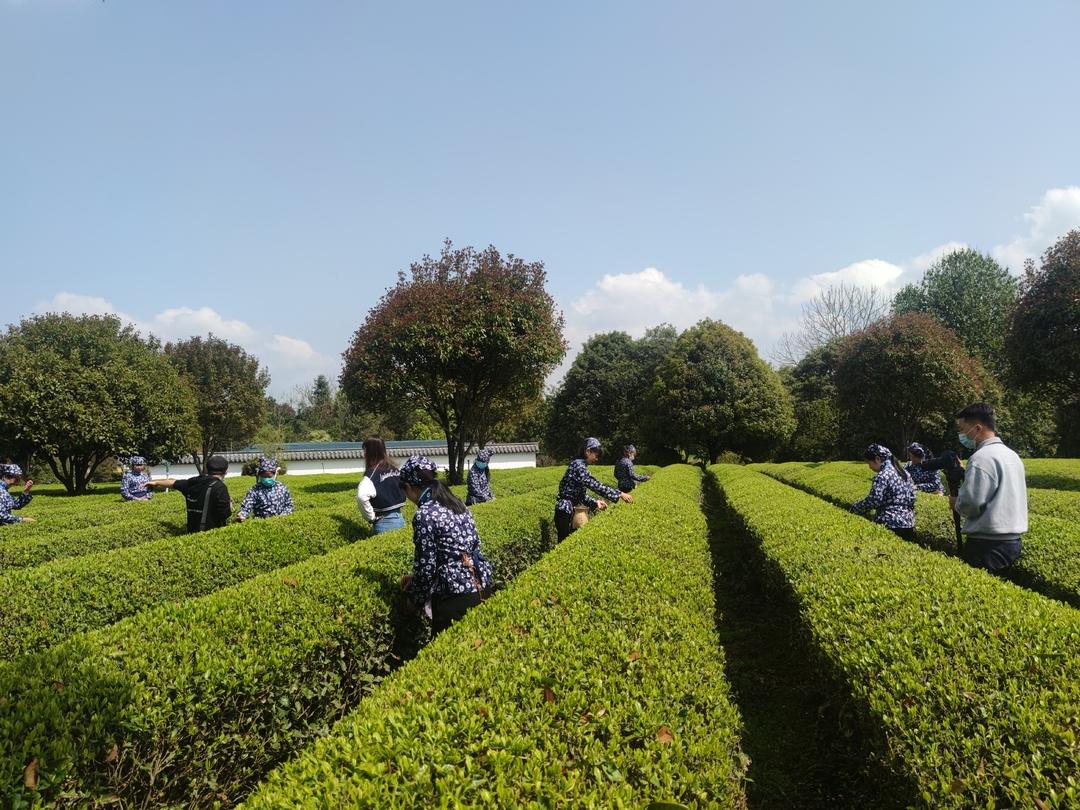 【奮進(jìn)新征程 建功新時(shí)代】“茶”產(chǎn)業(yè)加持 鄉(xiāng)村振興后勁足
