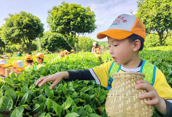 幼兒園萌娃變身“小茶農(nóng)”體驗(yàn)家鄉(xiāng)茶文化