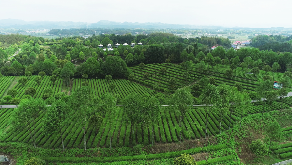 全國“三品一標(biāo)”基地，金井鎮(zhèn)茶葉基地榜上有名