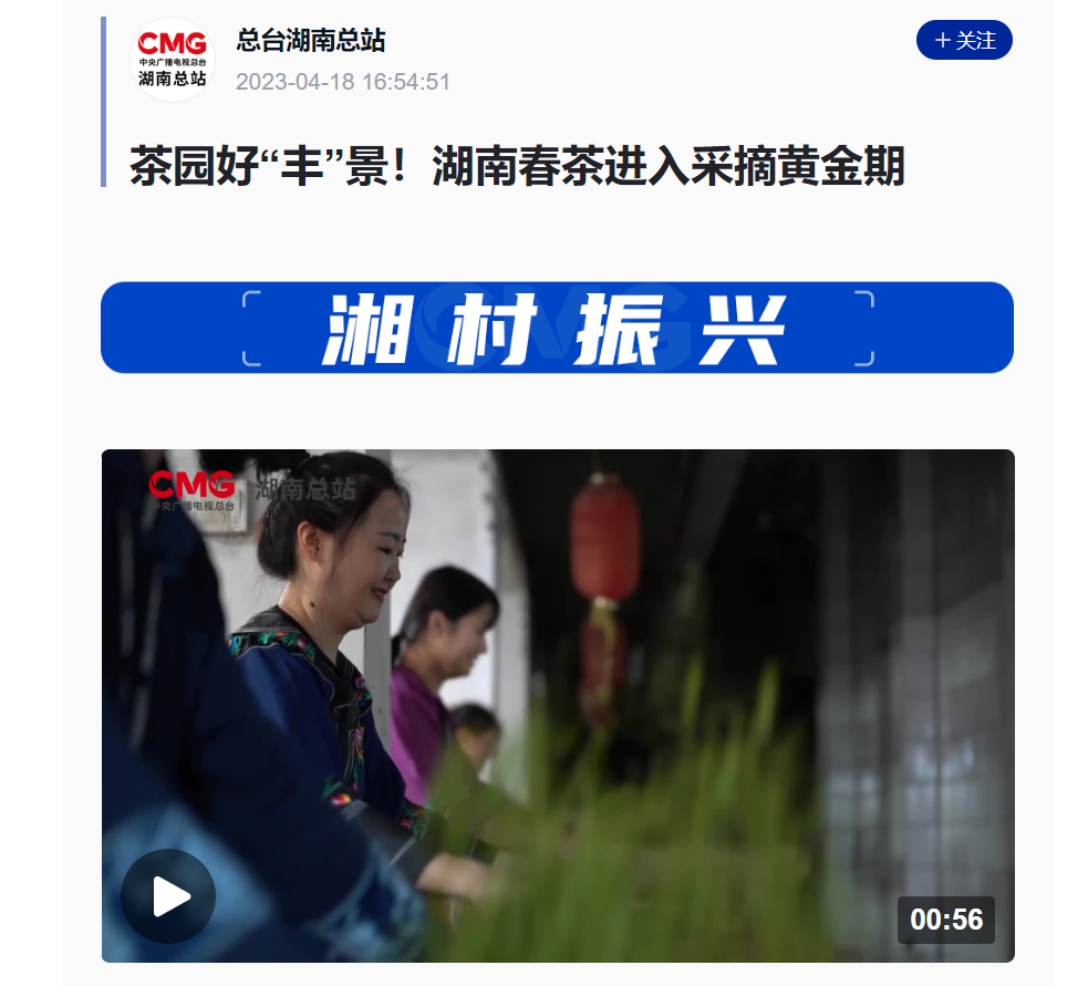 茶園好“豐”景！湖南春茶進(jìn)入采摘黃金期