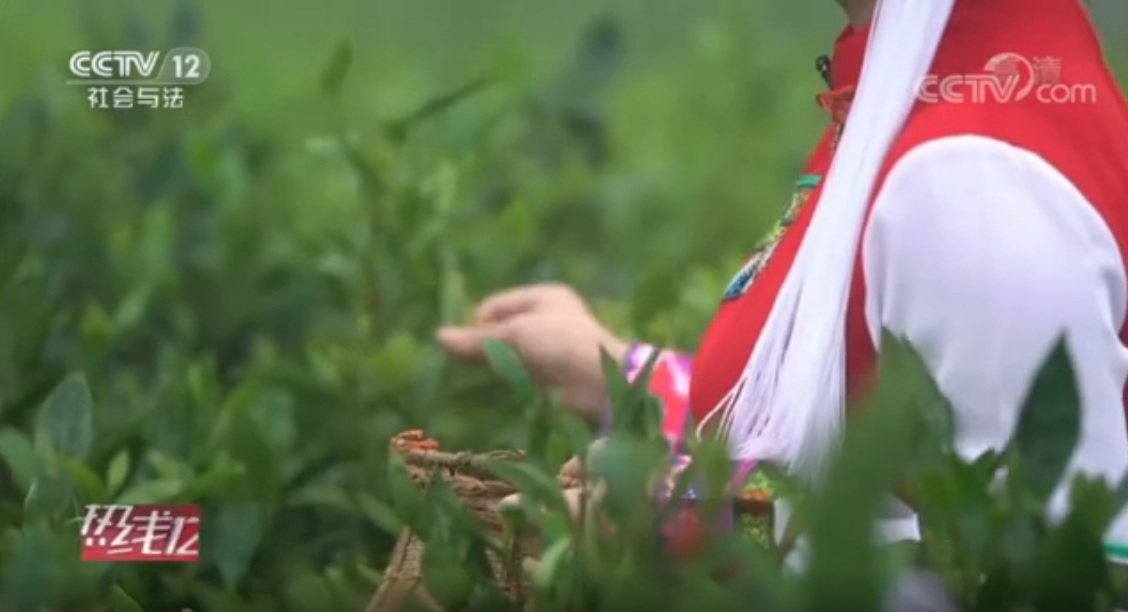  央視12臺(tái)桑植白茶專(zhuān)題報(bào)道