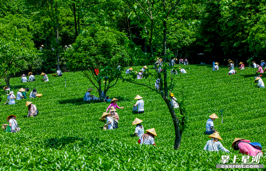 湘豐茶業(yè)集團歐盟有機和雨林雙認證的標準化示范茶園。