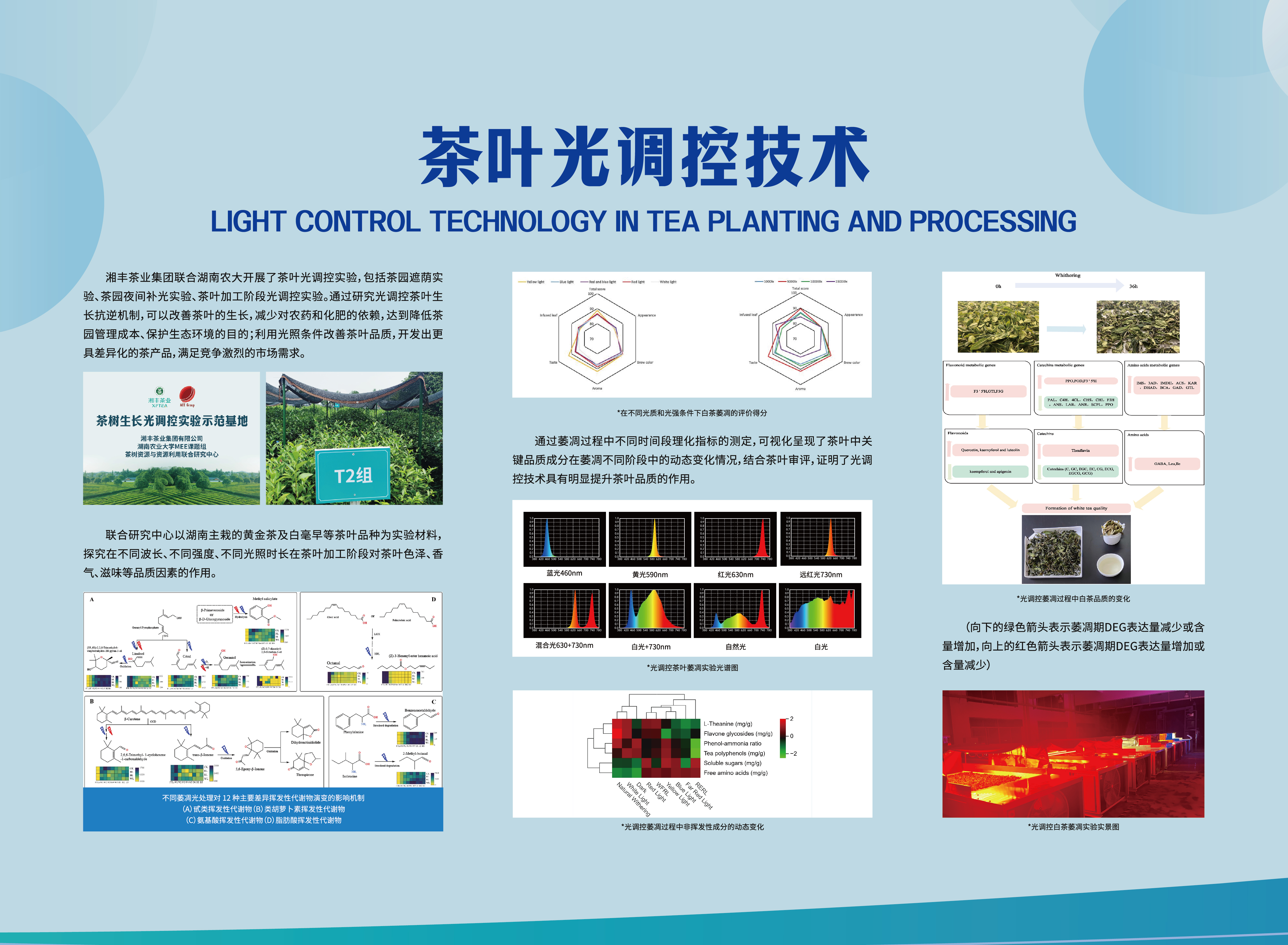 茶葉光調(diào)控技術.jpg 茶葉光調(diào)控技術.jpg